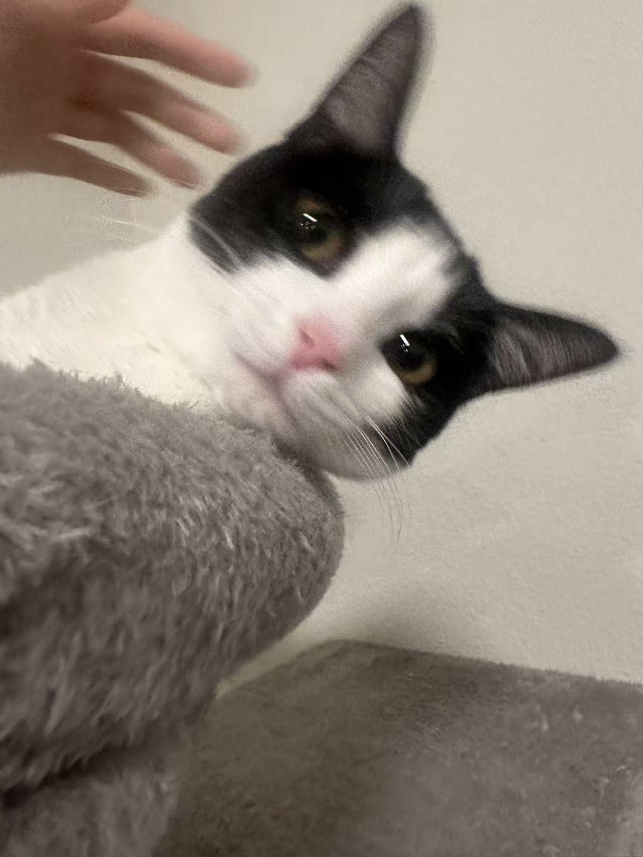 Qiuqiu the cow cat